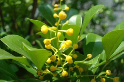 怕冷植物米兰、茉莉、三角梅、蝴蝶兰、发财树的越冬技巧