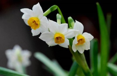 水仙花怎么养