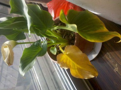 百合花叶子发黄怎么办？叶子枯黄掉落是什么原因？