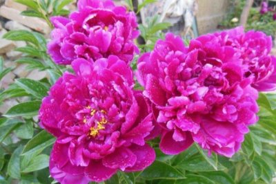 芍药花叶子发黄怎么办