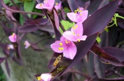 紫竹梅怎么养长得快 紫竹梅的养殖方法