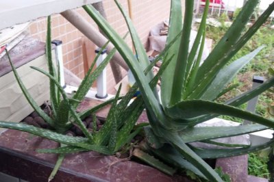 芦荟叶子发黑怎么回事？芦荟变黑了怎么办？