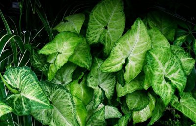 合果芋有毒吗？合果芋能放在卧室吗？