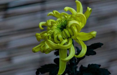菊花什么时候开花？菊花的花期是什么时候？菊花为什么不开花呢？