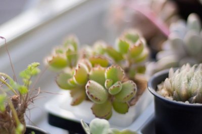 多肉植物熊童子怎么养爆盆