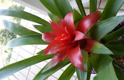 鸿运当头烂根了怎么办？