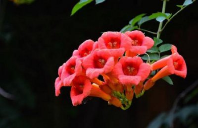 凌霄花的养殖方法和注意事项