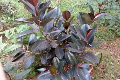 橡皮树怎么修剪？橡皮树的修剪方法详解