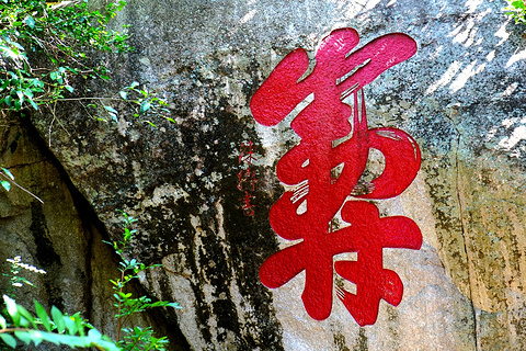 南山不老松/