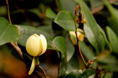含笑花叶子干枯怎么办
