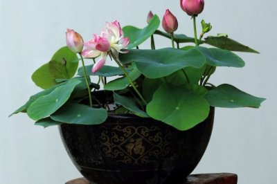 五种不适合直接浇花的水，错浇一盆死一盆！