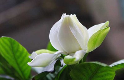 孕妇不能养什么花草植物？孕妇能闻栀子花吗？
