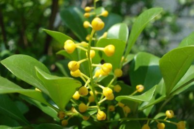 米兰花叶子干枯怎么办