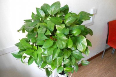 植物叶子发黄是什么原因？植物叶子变黄怎么办？