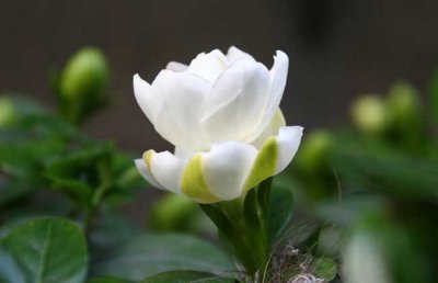 栀子花叶子发黄发黑干枯怎么办？栀子花不开花只长叶子的原因？