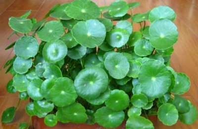 铜钱草怎么养水培