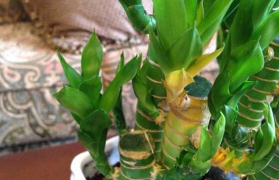 客厅放什么植物最好？客厅放这些花卉好养招财对风水好