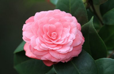 茶花掉叶子是怎么回事？茶花掉叶子的补救方法