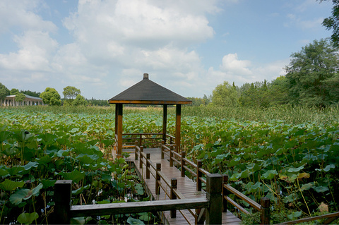 东平国家森林公园(Dongping National Forest Park)