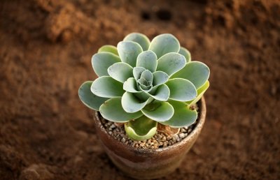 多肉植物的枯叶怎么处理？