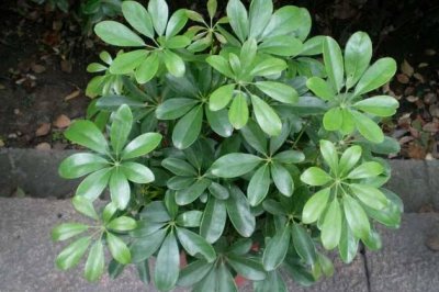 鸭脚木秋天怎么养？秋季鸭脚木的养殖方法和注意事项