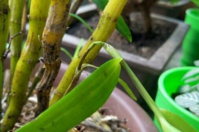 石斛茎、叶子干枯、发白的原因以及处理方法