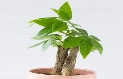 发财树叶子下垂怎么办？发财树叶子下垂能活吗？