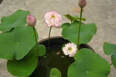 碗莲为什么不开花？碗莲不开花的原因以及碗莲不开花怎么办？