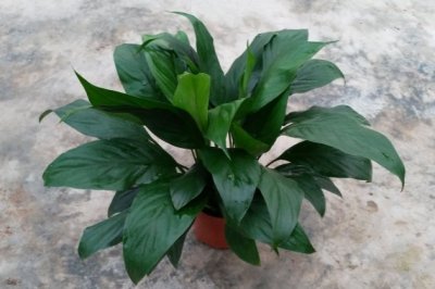 水培白掌不开花什么原因？水培白掌不开花怎么办？
