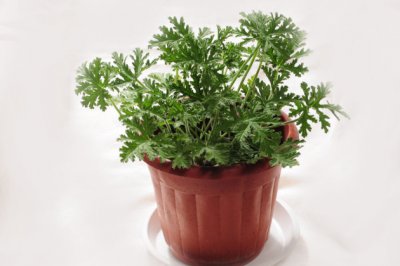 驱蚊草有毒吗？真能驱蚊吗？对人有害吗？驱蚊草可以适合放卧室吗？