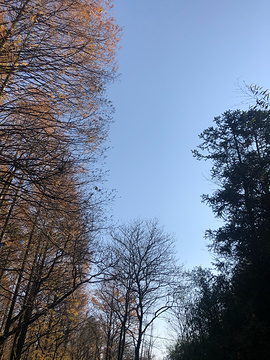 山王坪(Shanwang Level Ground)