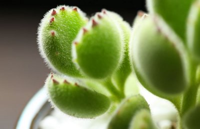 熊童子为什么爪子不红？熊童子爪子指甲不红怎么办？