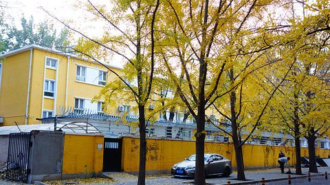 三里屯银杏大道(Sanlitun Ginkgo Avenue)