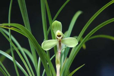 兰花为什么不开花？兰花什么季节时候开花？兰花有多少种品种？