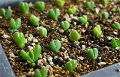 多肉植物怎么繁殖？多肉植物的繁殖方法详解