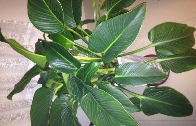 金钻叶子长锈状黄斑怎么办？金钻叶子有黄斑怎么治？