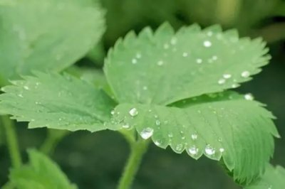 花卉绿植叶子怎么清洗才是正确的打开方式？