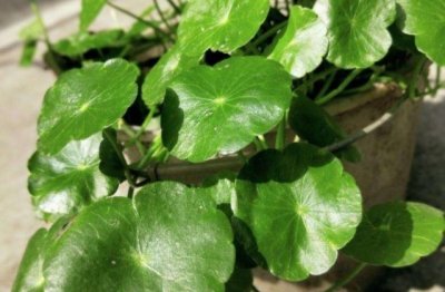 铜钱草怎么养殖