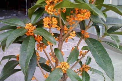 桂花盆栽怎么修剪