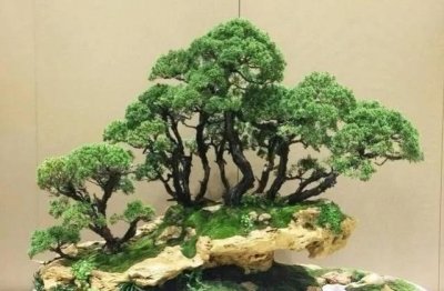 盆景如何养护 盆景的养殖方法