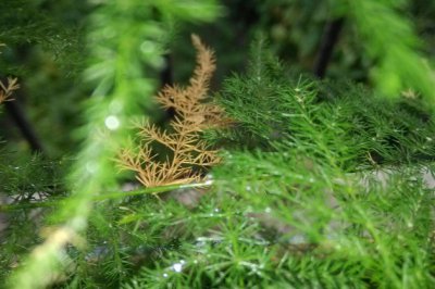 文竹叶子发黄怎么挽救？文竹叶子尖发黄怎么办？