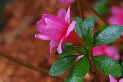 杜鹃花烂根怎么办 杜鹃花烂根怎么救活