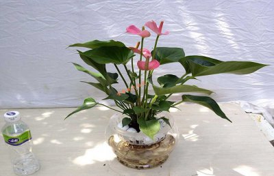 水培粉掌的养殖方法