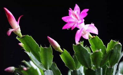 蟹爪兰的浇水方法及掉花苞（花蕾）的原因