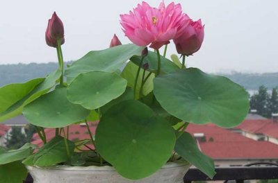 碗莲的种植方法