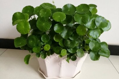 水培铜钱草叶子发黄是什么原因？铜钱草叶子发黄怎么办？
