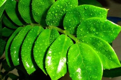 室内净化空气最好的植物 养什么花净化空气最好