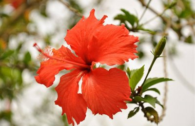 扶桑花掉花苞什么原因？扶桑花掉花蕾怎么回事？