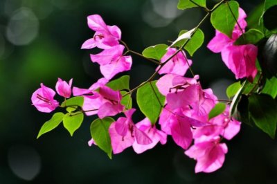 三角梅不开花是什么原因？三角梅不开花怎么办？