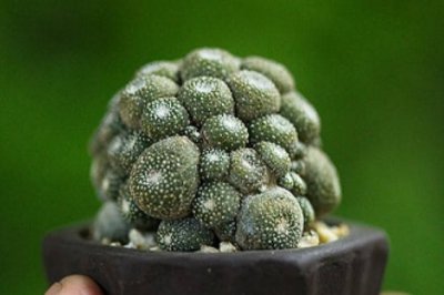 世界上最小的多肉植物